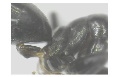 <i>Tapinoma erraticum</i>
