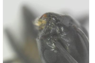 <i>Tapinoma erraticum</i>
