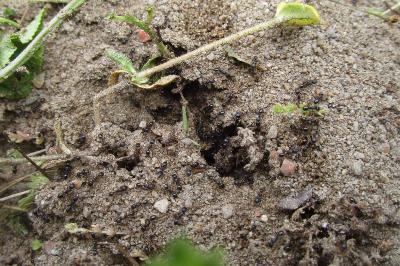 <i>Tetramorium caespitum</i>