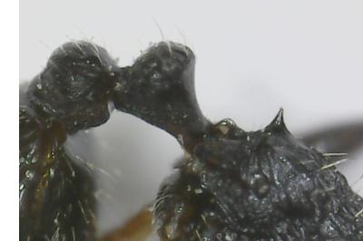 <i>Tetramorium caespitum</i>