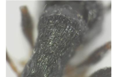 <i>Tetramorium caespitum</i>
