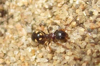 <i>Dolichoderus quadripunctatus</i>
