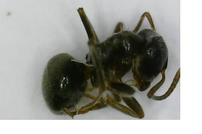 <i>Lasius platythorax</i>