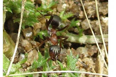 <i>Formica rufibarbis</i>