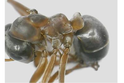 <i>Formica rufibarbis</i>