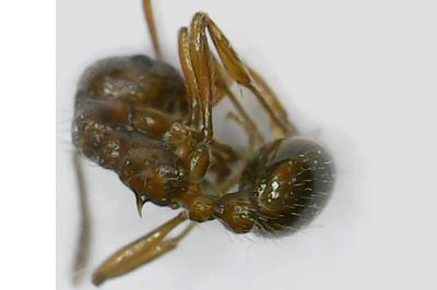 <i>Myrmica rubra</i>
