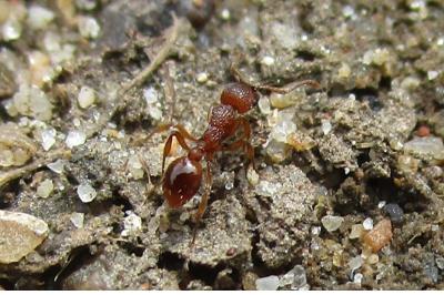 <i>Myrmica</i>