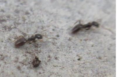 <i>Tapinoma pygmaeum</i>