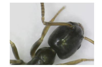 <i>Tapinoma pygmaeum</i>