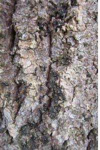 <i>Lasius fuliginosus</i>