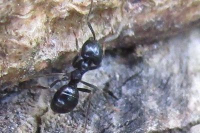 <i>Lasius fuliginosus</i>