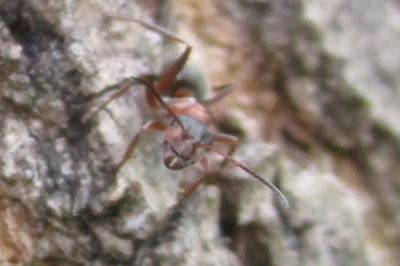 <i>Formica rufibarbis</i>