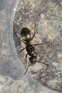 <i>Formica</i>