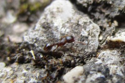 <i>Tetramorium</i>