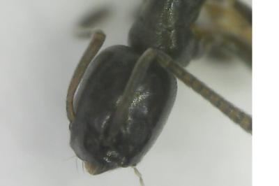 <i>Tapinoma pygmaeum</i>