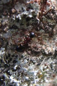 <i>Dolichoderus quadripunctatus</i>