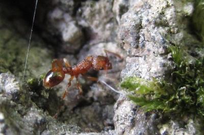 <i>Myrmica</i>