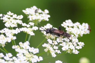 <i>Macrophya montana</i>