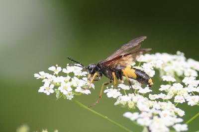 <i>Tenthredo temula</i>