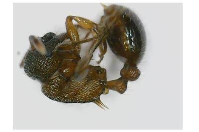 <i>Myrmica</i>