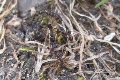 <i>Tetramorium</i>