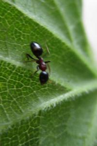 <i>Dolichoderus quadripunctatus</i>