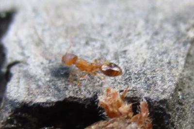 <i>Temnothorax</i>