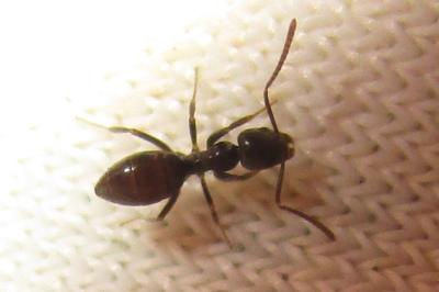 <i>Tapinoma</i>