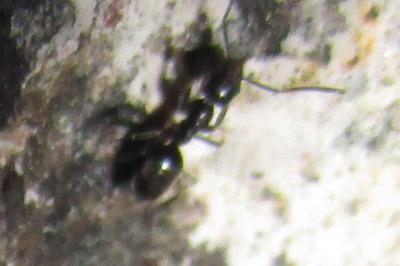 <i>Tapinoma</i>