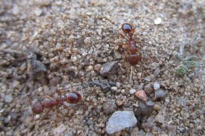 <i>Myrmica</i>