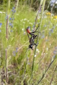 <i>Prionyx kirbii</i>
