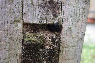 <i>Camponotus vagus</i>