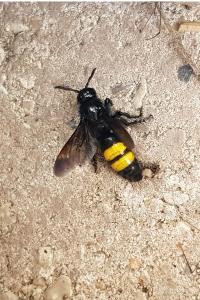 <i>Scolia hirta</i>