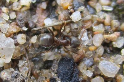 <i>Lasius niger</i>