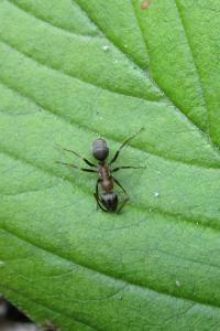 <i>Formica rufibarbis</i>