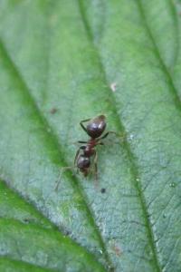 <i>Lasius</i>