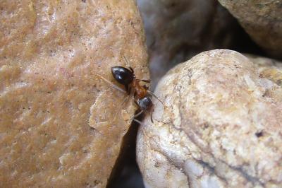 <i>Lasius emarginatus</i>