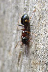 <i>Dolichoderus quadripunctatus</i>