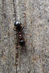 <i>Dolichoderus quadripunctatus</i>