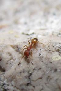 <i>Temnothorax</i>