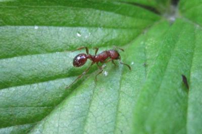 <i>Myrmica specioides</i>