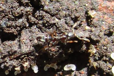 <i>Hypoponera eduardi</i>