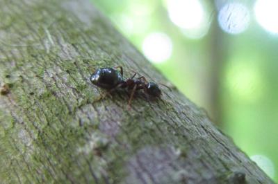 <i>Dolichoderus quadripunctatus</i>