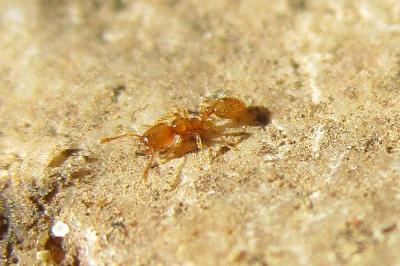 <i>Solenopsis fugax</i>