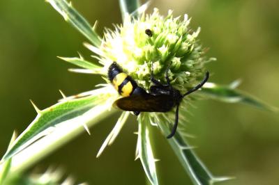 <i>Scolia hirta</i>