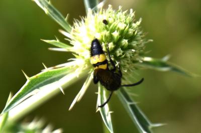 <i>Scolia hirta</i>