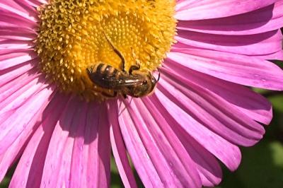 <i>Halictus scabiosae</i>