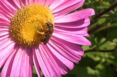 <i>Halictus scabiosae</i>