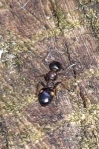 <i>Dolichoderus quadripunctatus</i>