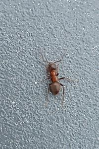 <i>Lasius emarginatus</i>